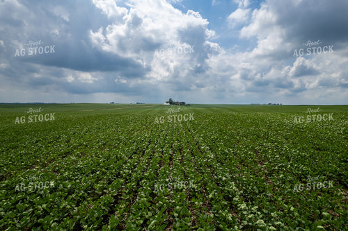 Mid-Season Soybeans 92015