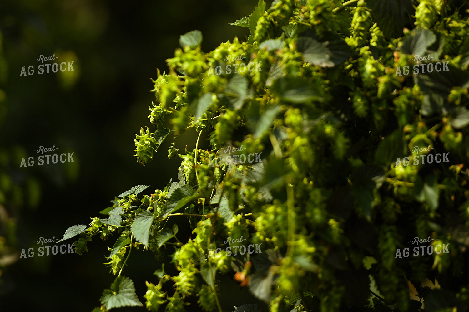 Hops 129025