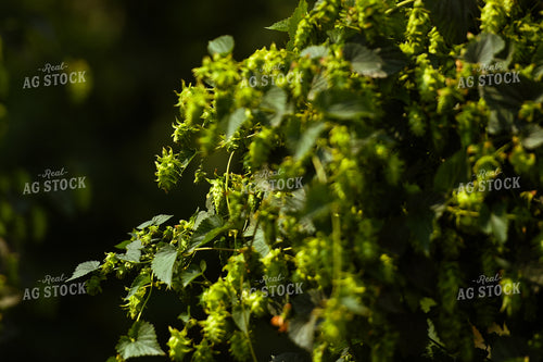 Hops 129025