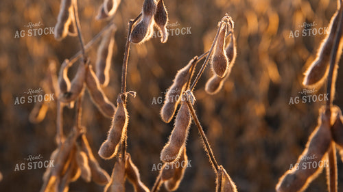 Soybeans 26059