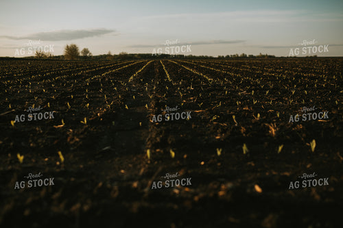 Stage V1 Corn in Dark, Wet Soil 4038
