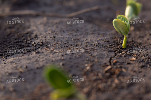 Soybeans - Early Growth 1410