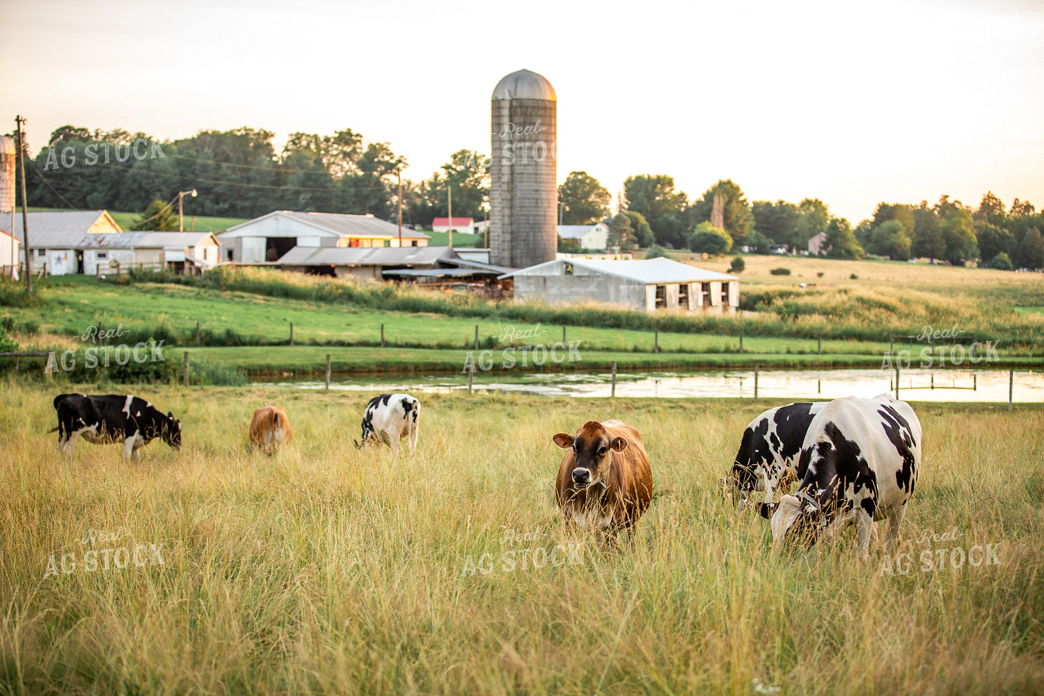 Dairy Cattle on Pasture 270356