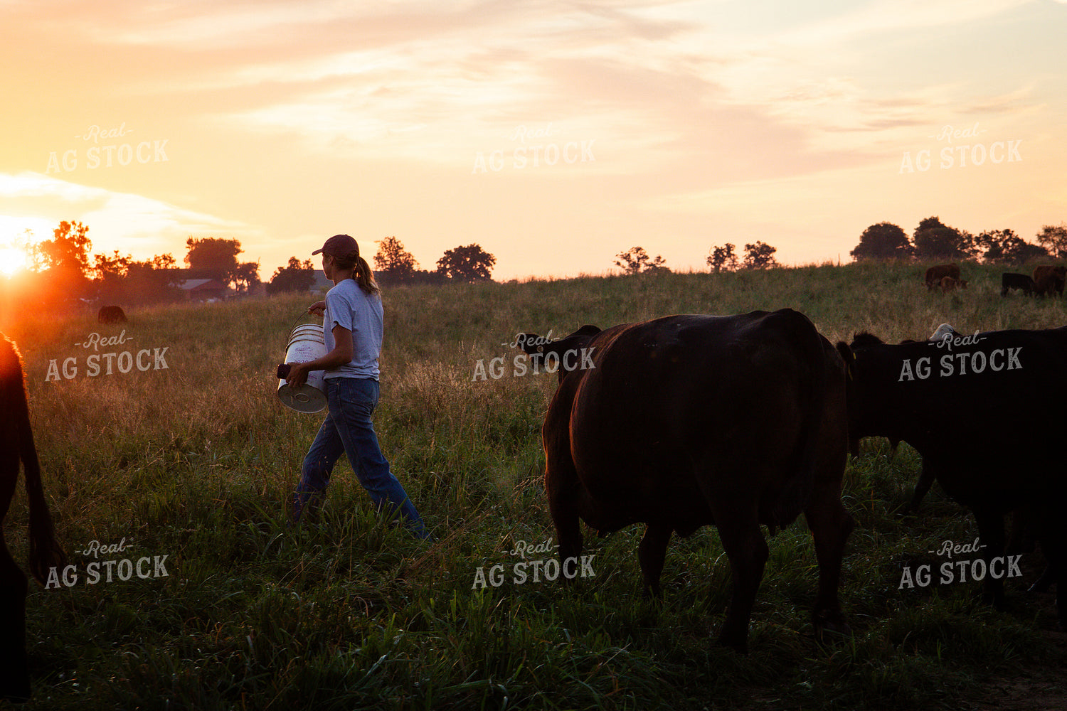 Cattle Producer Feeding Cow Calf Pairs 268359