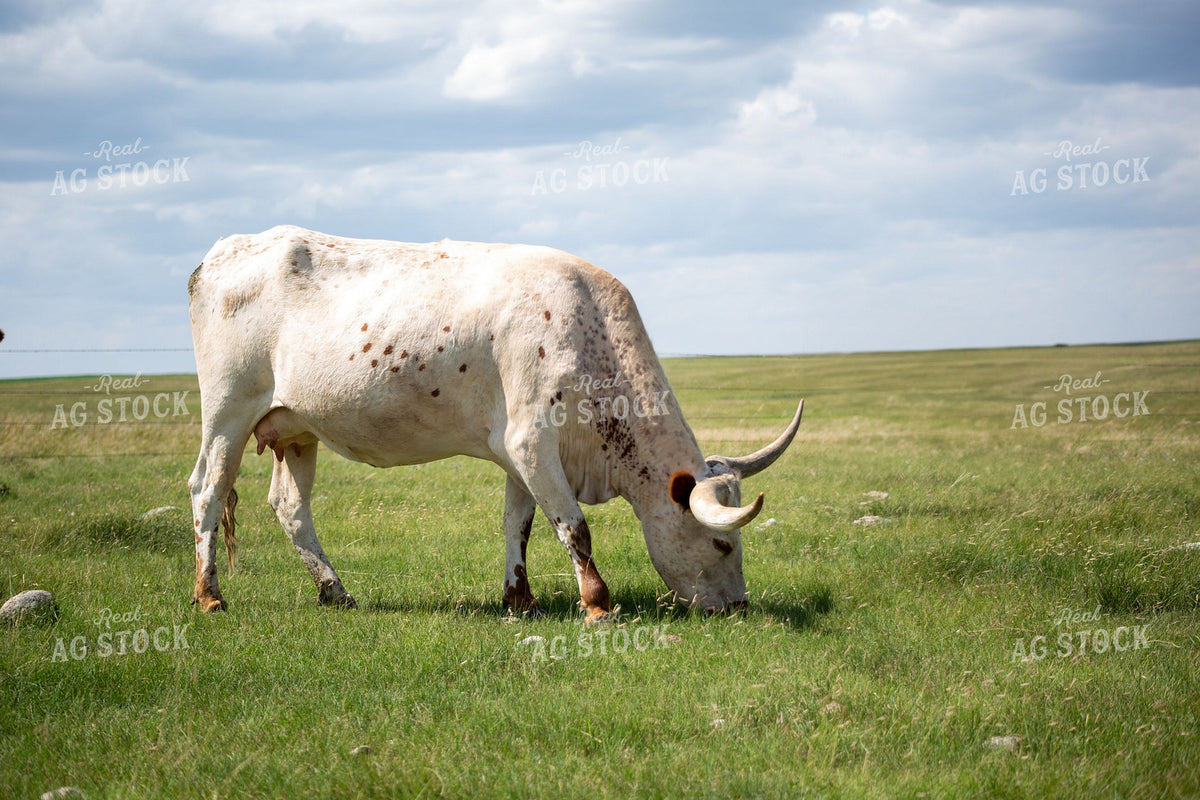 Texas Longhorn Cow Grazing on Open Pasture 406027