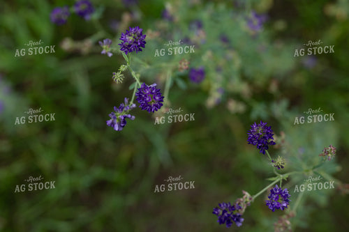 Flowering Alfalfa 185244