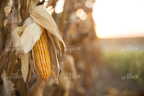 Dried Corn in Field 93044