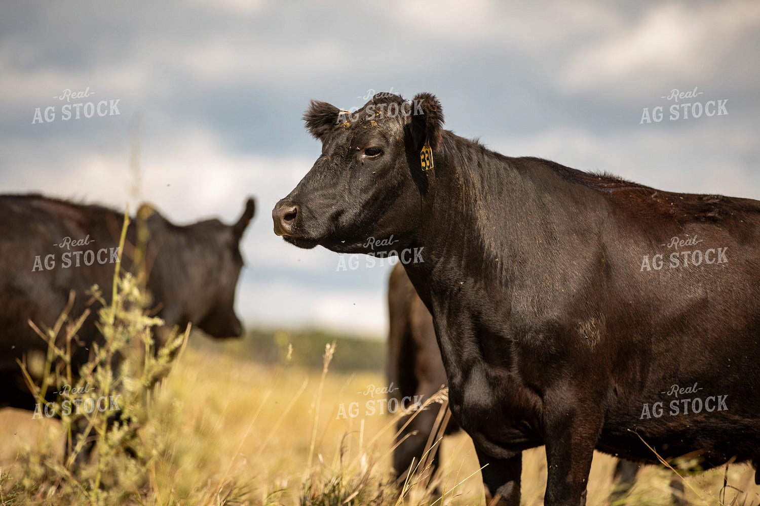 Cattle on Pasture 285099