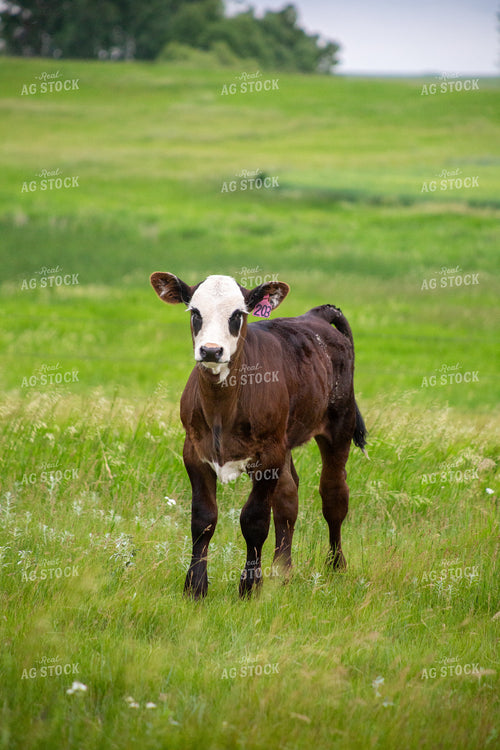 Cattle on Pasture 155650