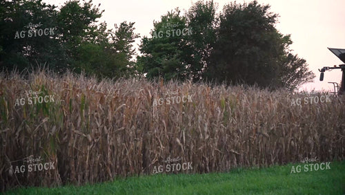 Harvesting Corn with Family in the Cab - 422