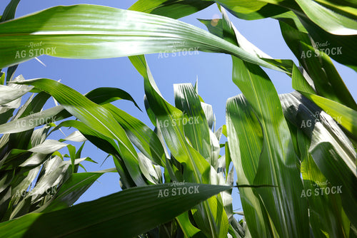 Midseason Corn 129098