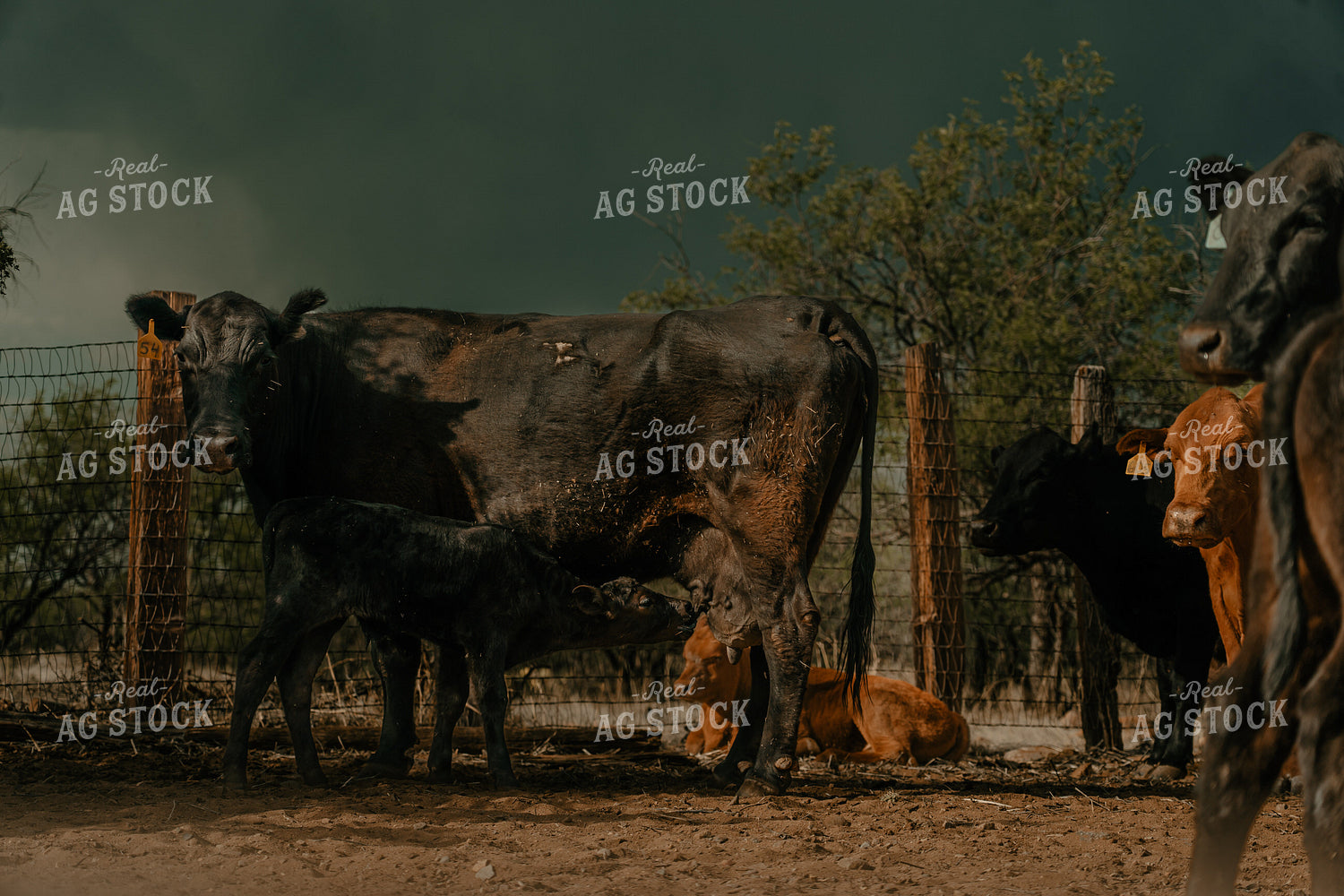 Cow-Calf Pair 58293