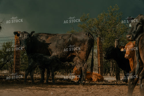 Cow-Calf Pair 58293