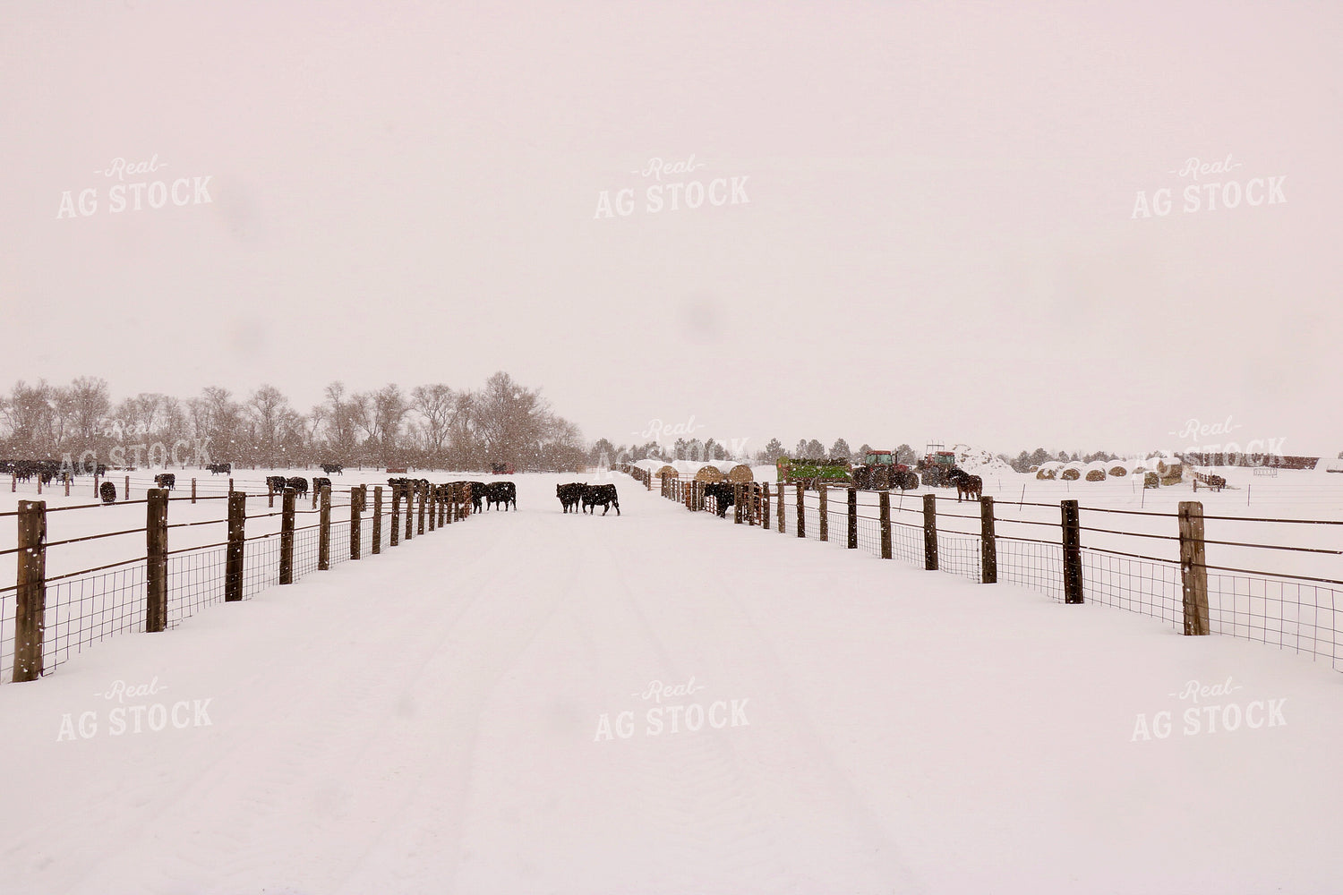 Feeding Cattle in the Snow 299230