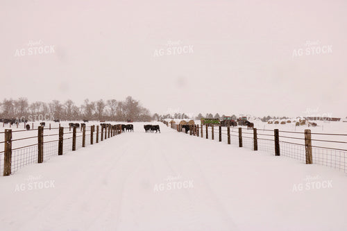 Feeding Cattle in the Snow 299230