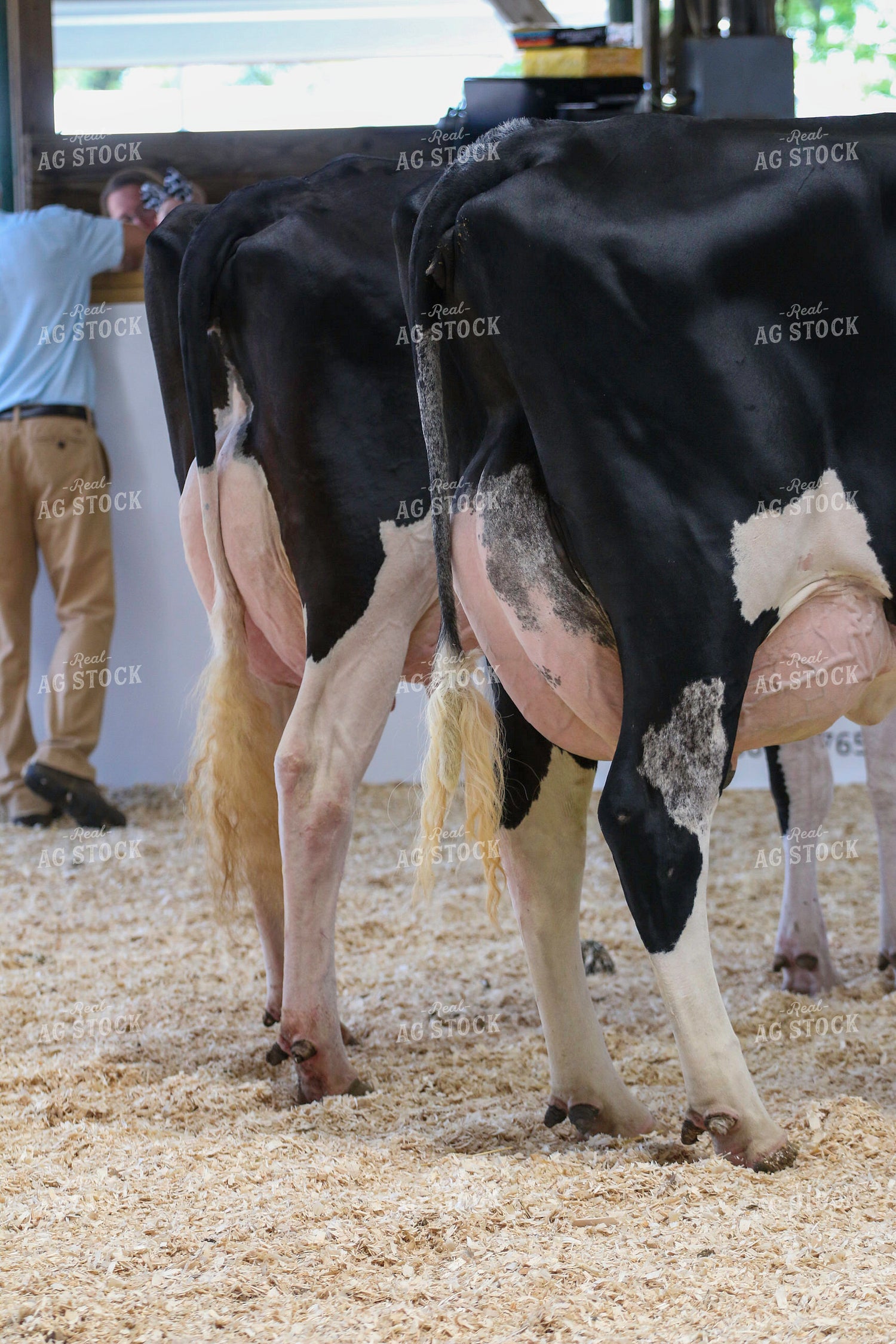 Dairy Cattle Show 160484