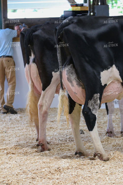 Dairy Cattle Show 160484