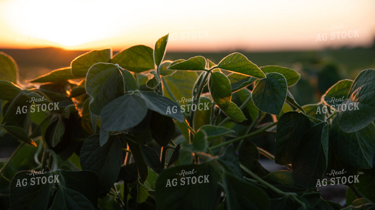 Soybean Field at Sunset with Golden Backlight 401039