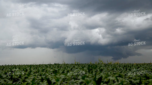 Storm Over a Soybean Field 25310