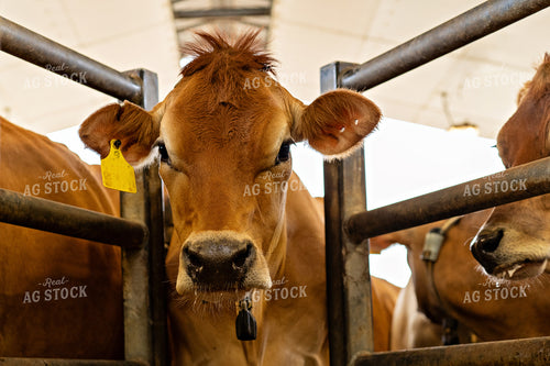 Dairy Cattle Being Milked 181022