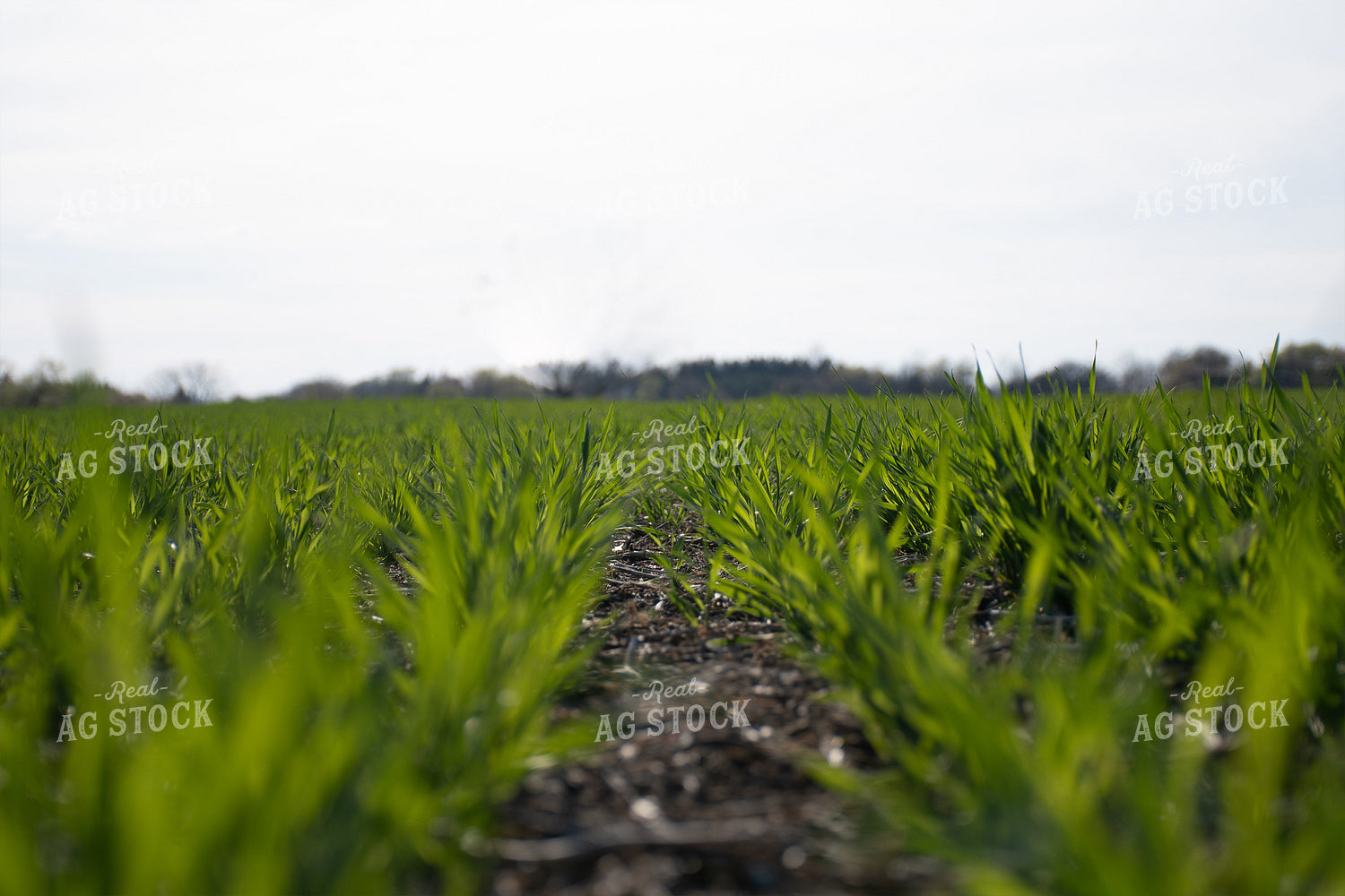 Green Wheat Field 50116