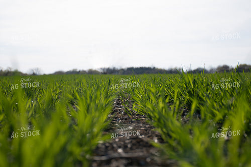 Green Wheat Field 50116