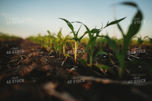 Rows of Early Stage Corn 4296