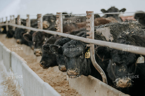 Angus Cows at Trough 77050