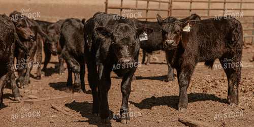 Angus Calves in Pen 66003