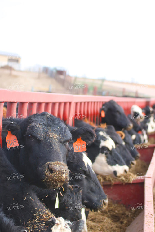 Angus Cattle in Pen 82186