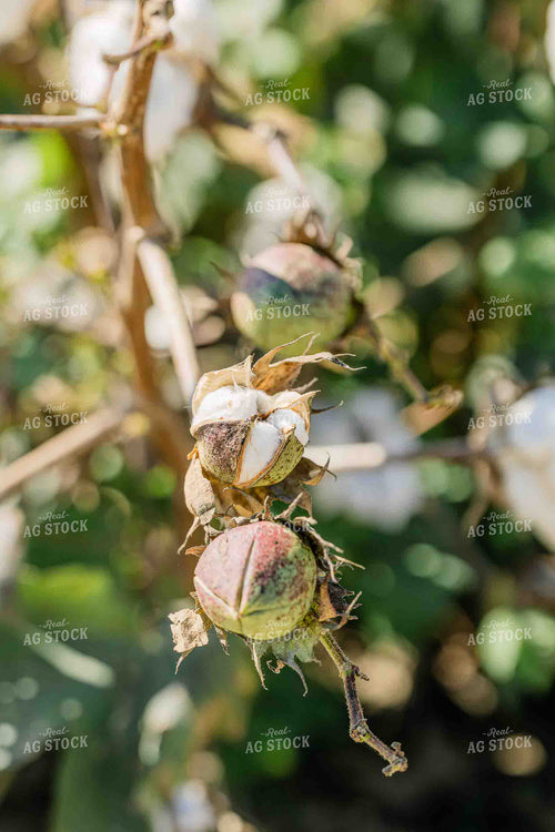 Cotton Bolls 291008