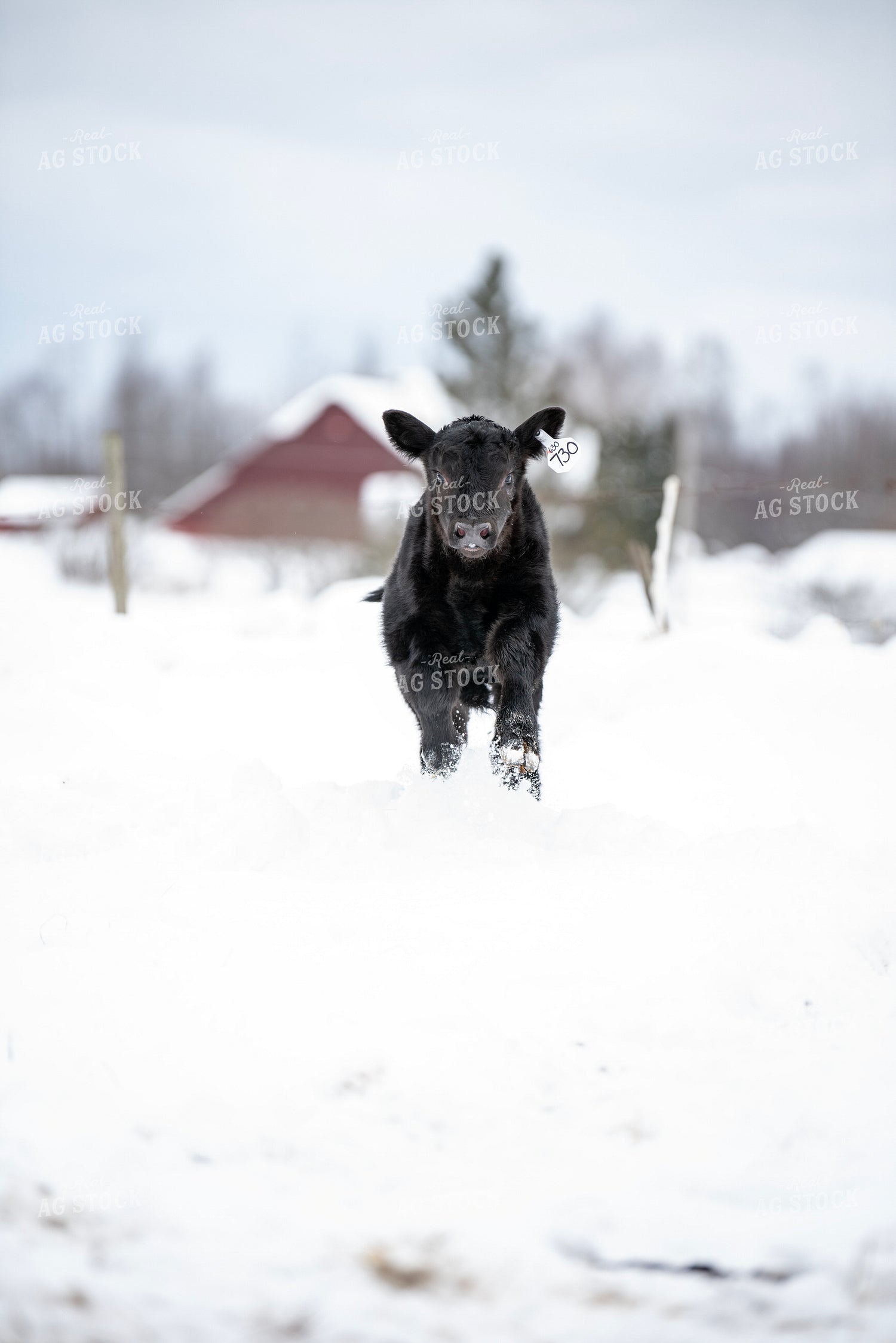Angus Calf in Snow 197035