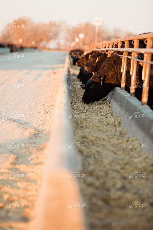 Cattle Eating out of Feed Bunk 53050