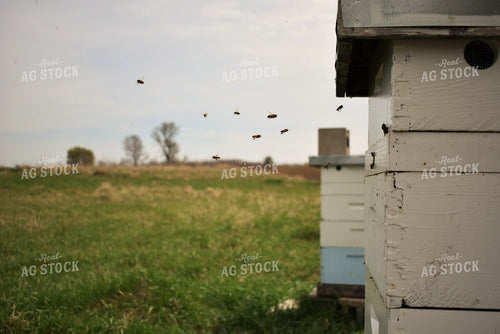 Beehives 305013