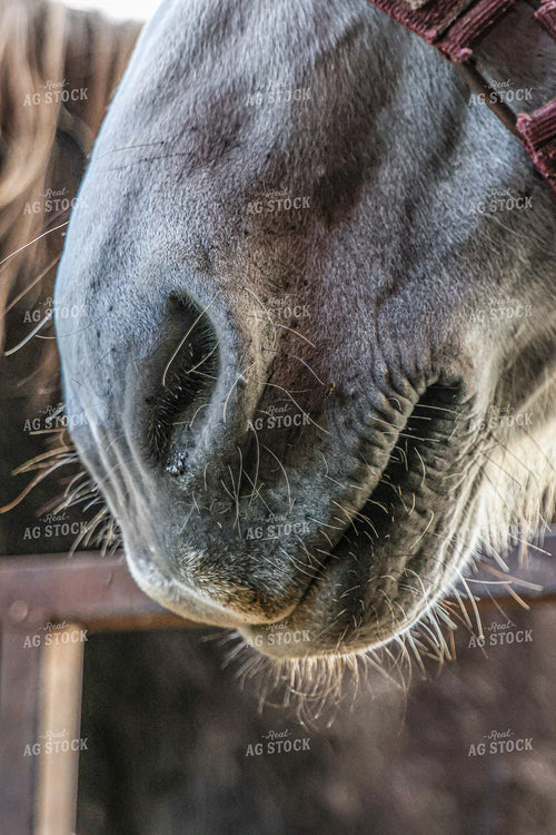 Horse Nose Close Up 160428