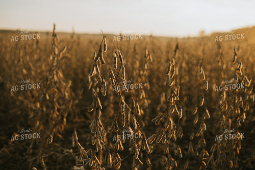 Dried Soybean Plant and Pods with Dust at Sunset 4859