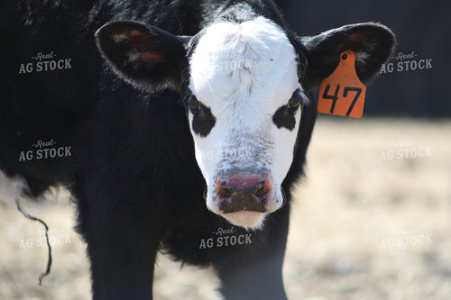 White Faced Calf 117238