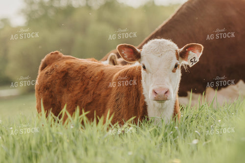 Hereford Calf in Pasture 68091