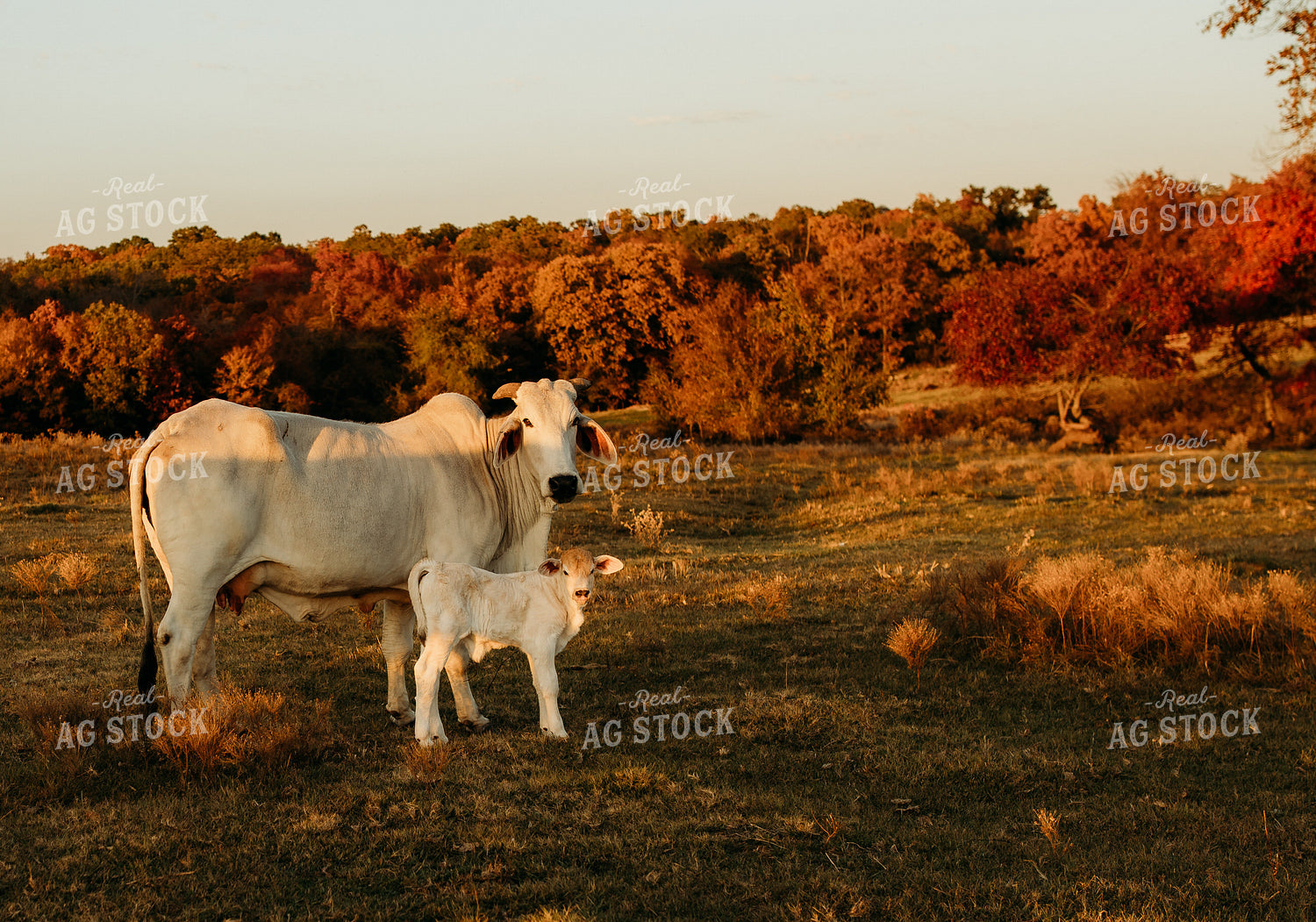 Brahman Cattle 203002