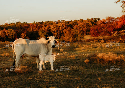 Brahman Cattle 203002