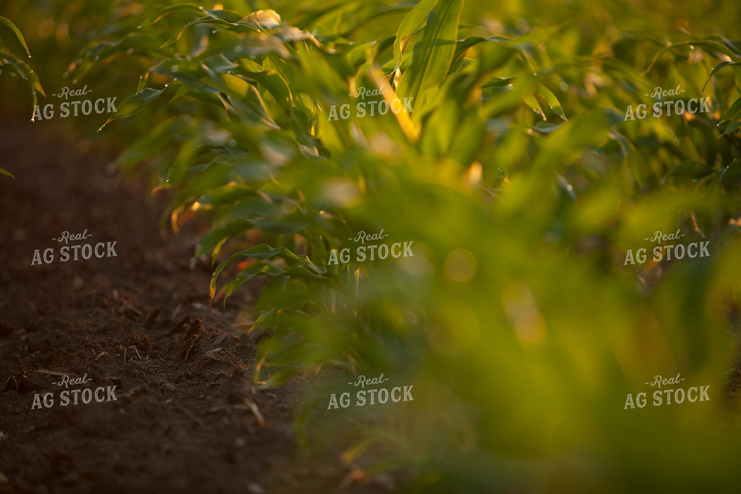 Corn - Mid-Season 1225