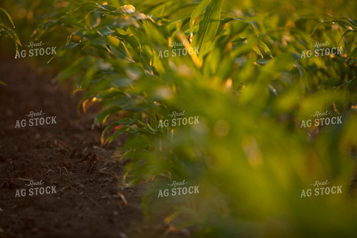 Corn - Mid-Season 1225