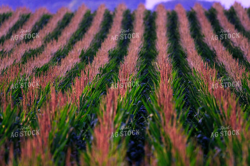 Corn Tassels 154017