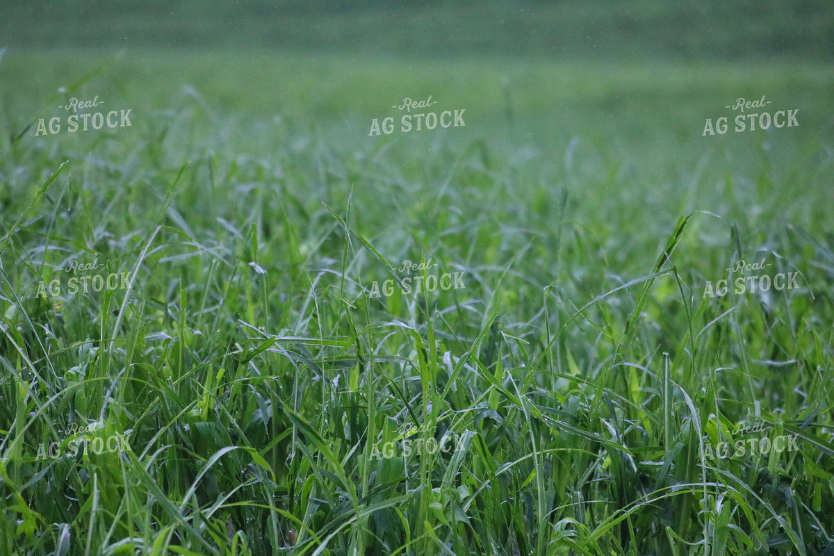 Hail and Wind Damaged Corn 82509