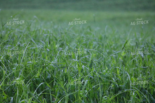 Hail and Wind Damaged Corn 82509
