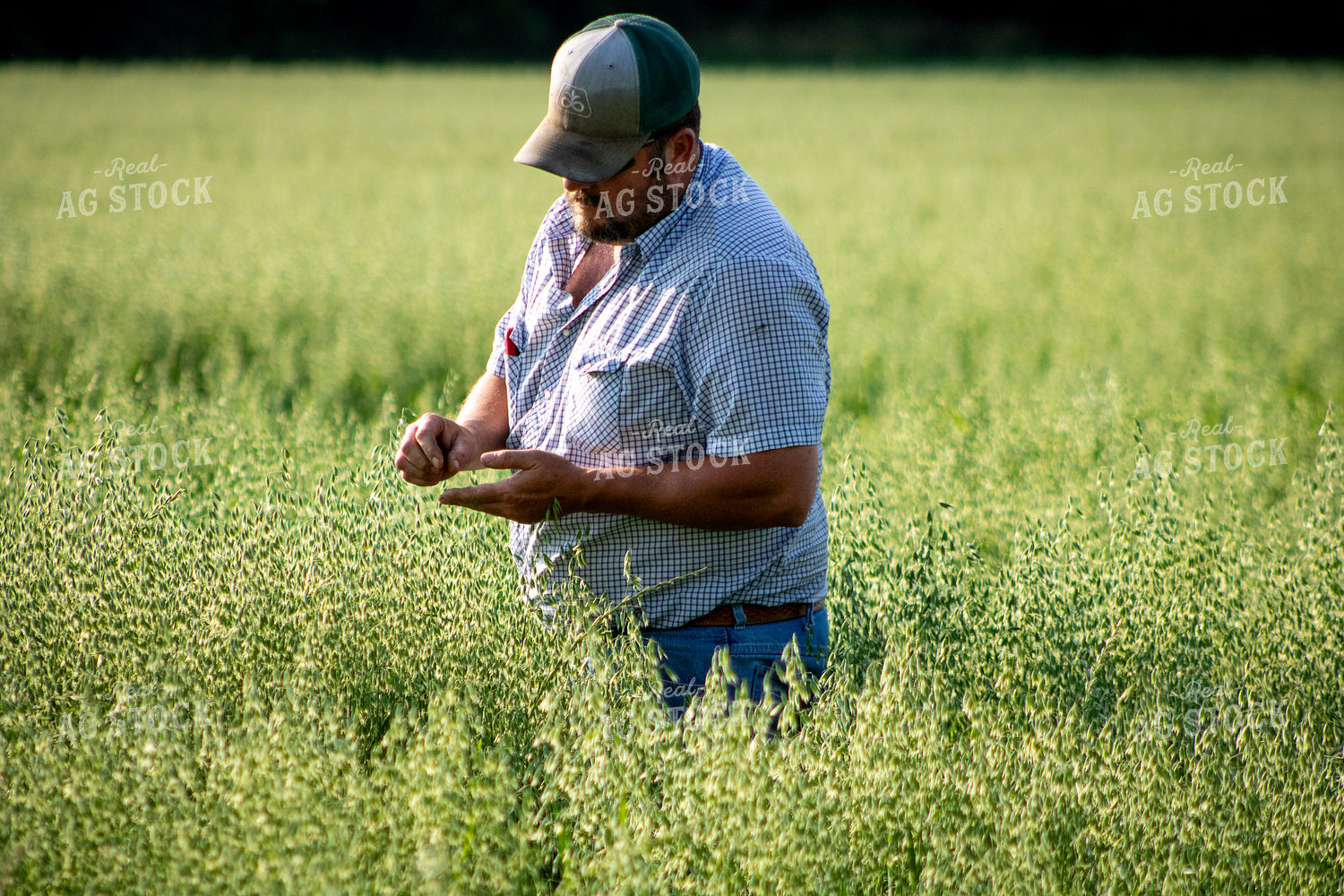 Farmer Checking Oats 214224