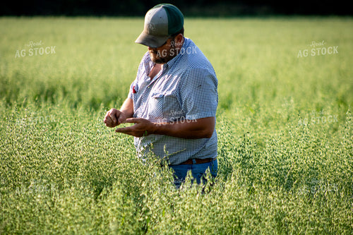 Farmer Checking Oats 214224