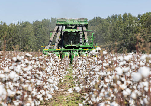 Cotton Harvest 79744