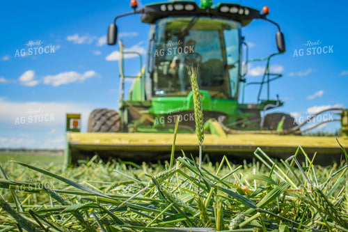 Wheat Hay Harvest 56133