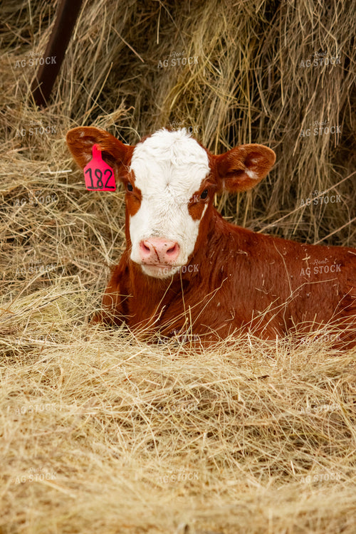 Hereford Calf 155226